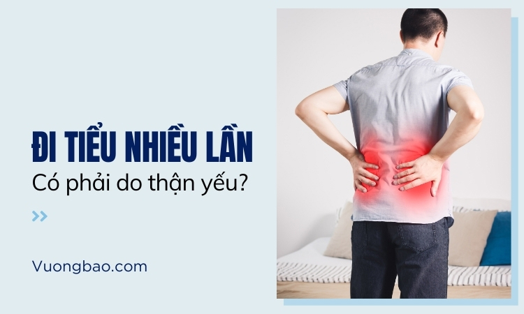 Đi tiểu nhiều lần có phải do thận yếu?