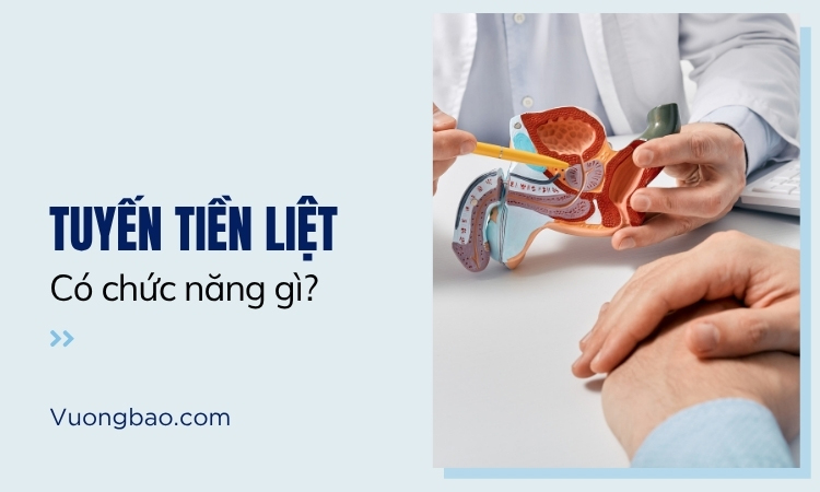 Chức năng chính của tuyến tiền liệt là gì?
